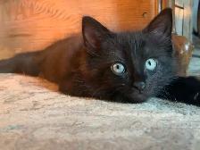 3 amazing Male longhair Kittens - Photo 3