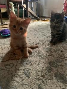 3 amazing Male longhair Kittens - Photo 4