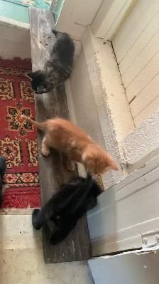 3 amazing Male longhair Kittens - Photo 5