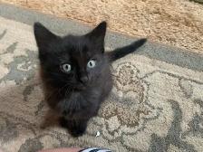 3 amazing Male longhair Kittens - Photo 6