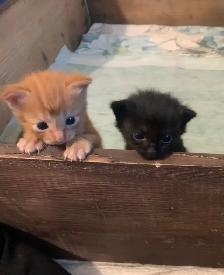 3 amazing Male longhair Kittens - Photo 7