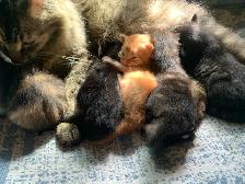 3 amazing Male longhair Kittens - Photo 8