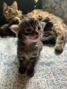 3 amazing Male longhair Kittens - Photo 9