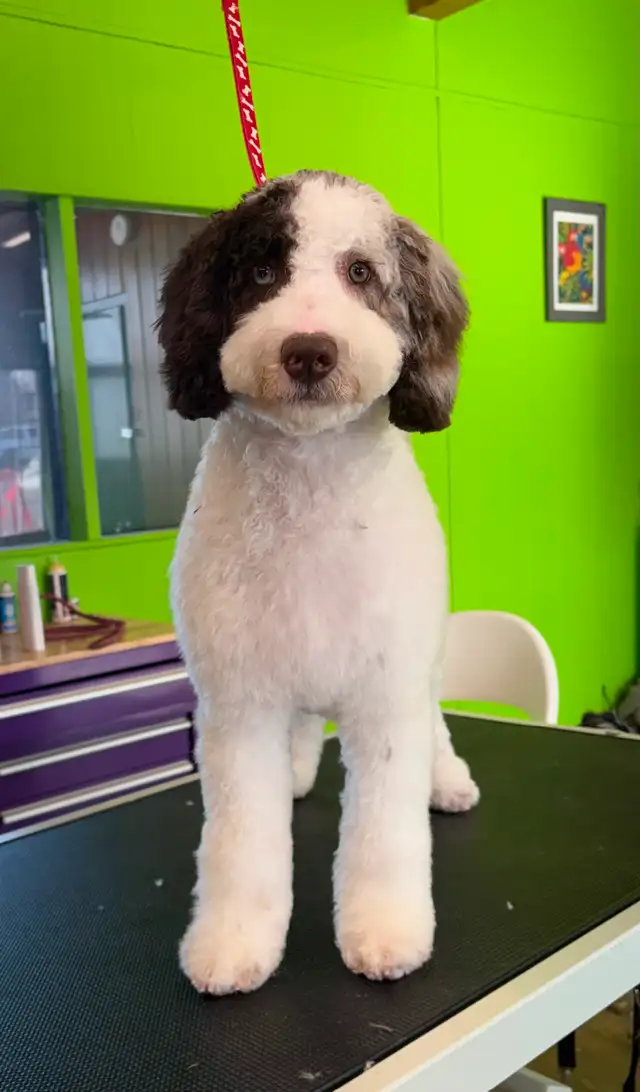 Dog and Cat Grooming