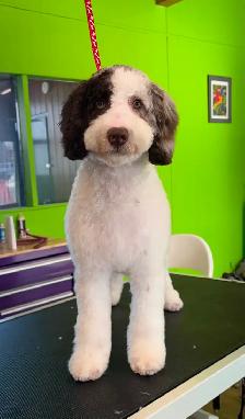 Dog and Cat Grooming
