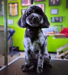 Dog and Cat Grooming - Photo 2