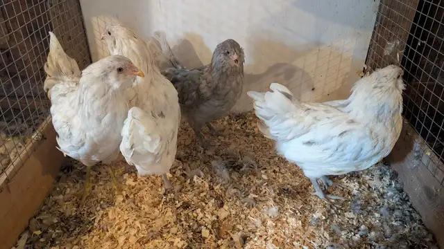 Americana pullets