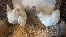 Americana pullets