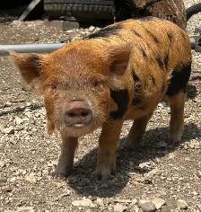purebred KuneKune piglets
