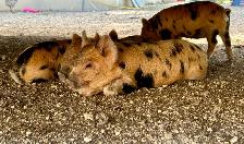 purebred KuneKune piglets - Photo 2