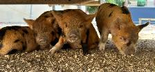 purebred KuneKune piglets - Photo 3