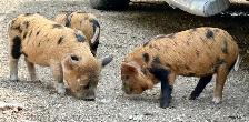 purebred KuneKune piglets - Photo 4