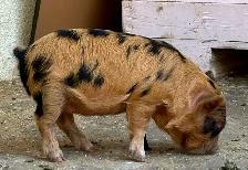 purebred KuneKune piglets - Photo 5