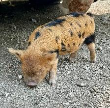 purebred KuneKune piglets - Photo 6