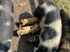 purebred KuneKune piglets - Photo 7