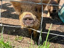 purebred KuneKune piglets - Photo 8