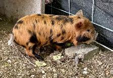 purebred KuneKune piglets - Photo 9