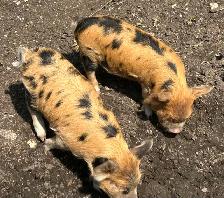 purebred KuneKune piglets - Photo 10