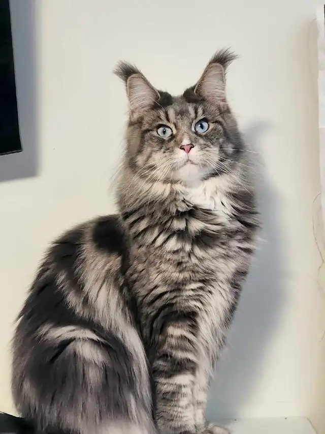MAINE COON RETIRED QUEEN