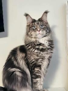 MAINE COON RETIRED QUEEN
