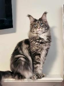 MAINE COON RETIRED QUEEN - Photo 2