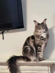 MAINE COON RETIRED QUEEN - Photo 3