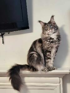 MAINE COON RETIRED QUEEN - Photo 4