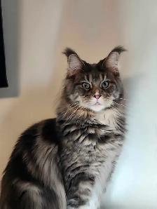 MAINE COON RETIRED QUEEN - Photo 5