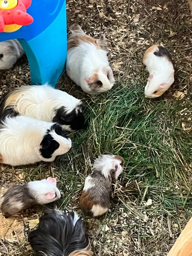 bébé cochon d inde
