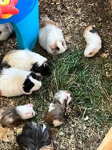 bébé cochon d inde