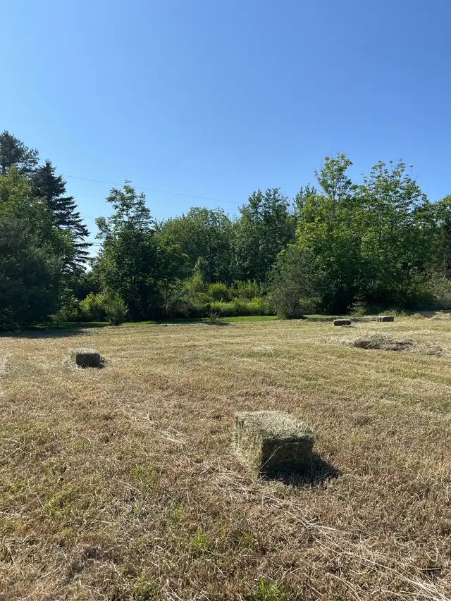 Horse Hay For Sale