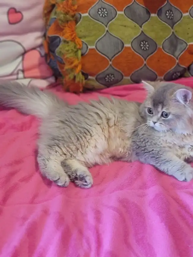 Purebred British Longhair Kitten