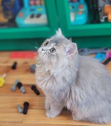 Purebred British Longhair Kitten - Photo 2