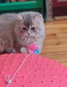 Purebred British Longhair Kitten - Photo 3