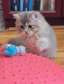 Purebred British Longhair Kitten - Photo 4