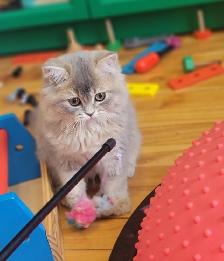 Purebred British Longhair Kitten - Photo 5