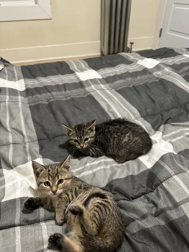 two farm kittens