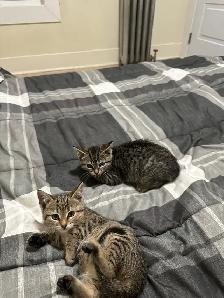 two farm kittens