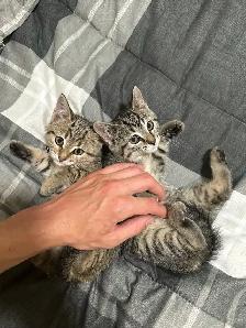 two farm kittens - Photo 5