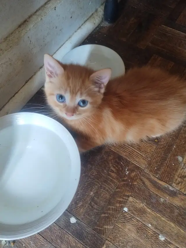 chaton à vendre