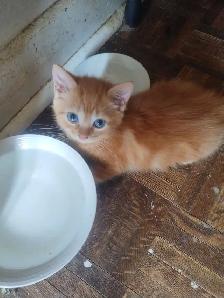 chaton à vendre