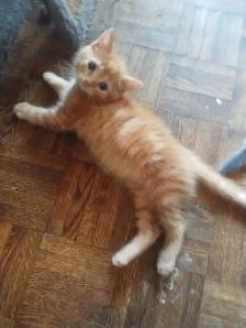 chaton à vendre - Photo 2