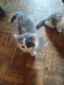 chaton à vendre - Photo 4
