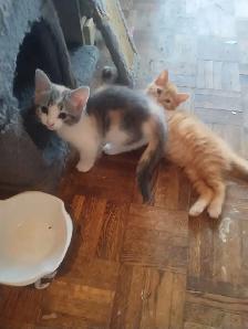 chaton à vendre - Photo 5