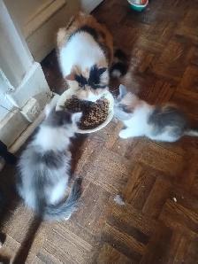 chaton à vendre - Photo 6