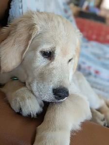 Purebred Golden Retrievers