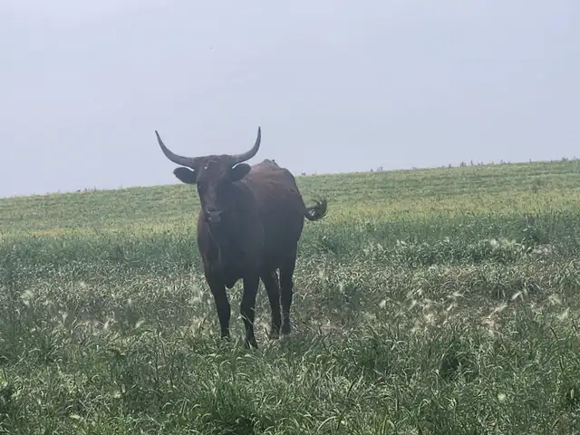 Longhorn /Corriente cow calf pairs for sale