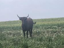 Longhorn /Corriente cow calf pairs for sale