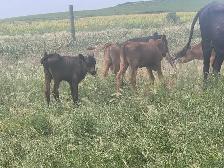 Longhorn /Corriente cow calf pairs for sale - Photo 2