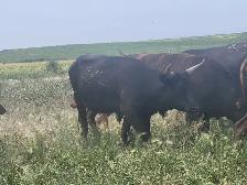 Longhorn /Corriente cow calf pairs for sale - Photo 3